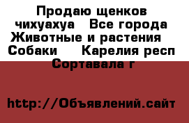 Продаю щенков чихуахуа - Все города Животные и растения » Собаки   . Карелия респ.,Сортавала г.